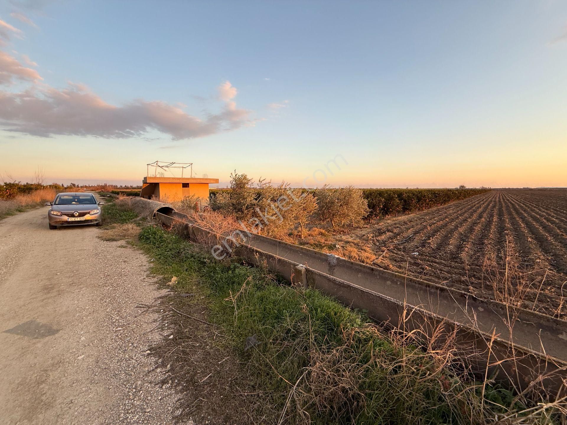 Gerdan Gökçeler Köyü Satılık 5 Yaşında 5600 M2 W Murcott Bahçe - Görsel 2