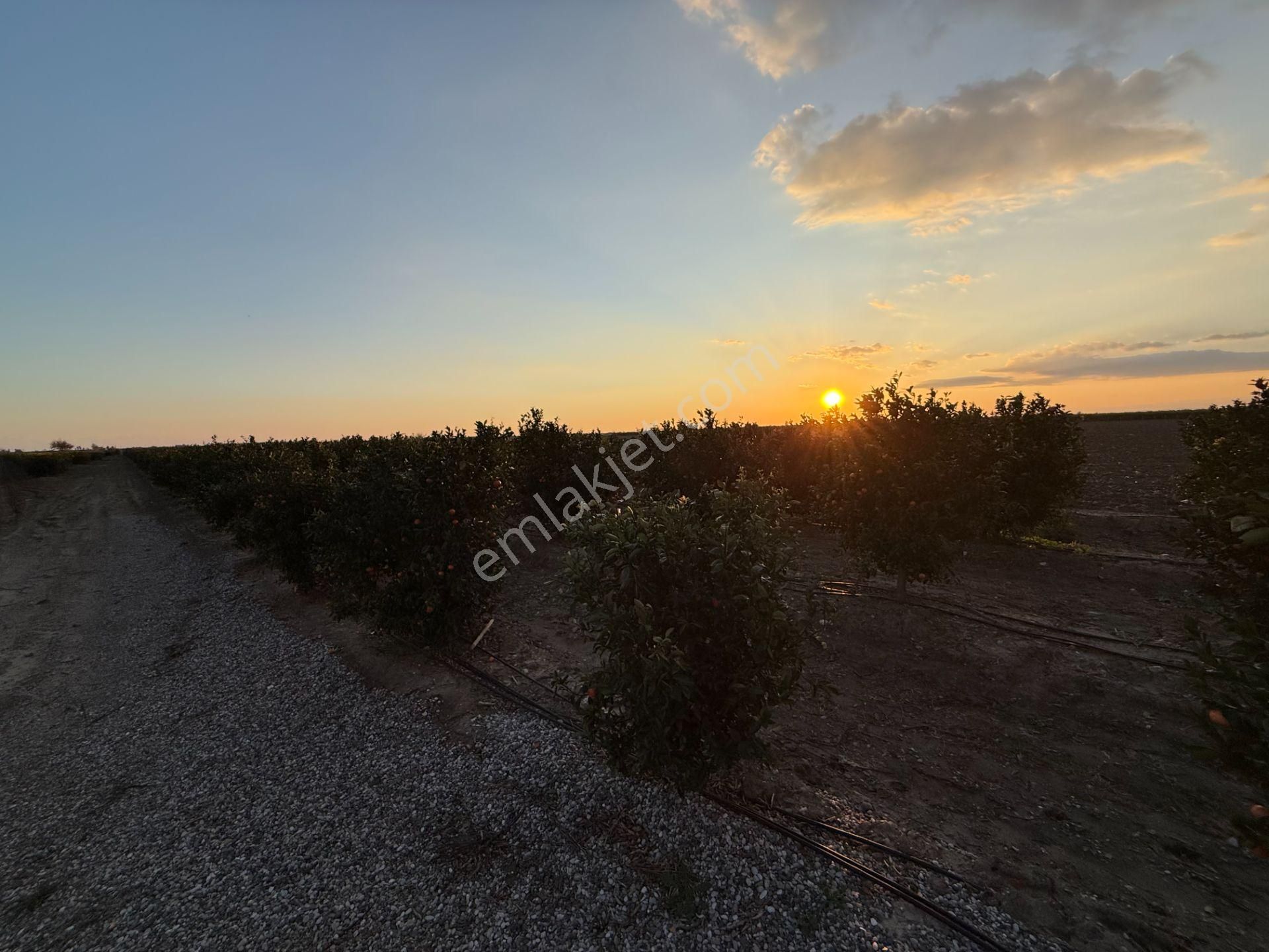 Gerdan Gökçeler Köyü Satılık 5 Yaşında 5600 M2 W Murcott Bahçe - Görsel 8