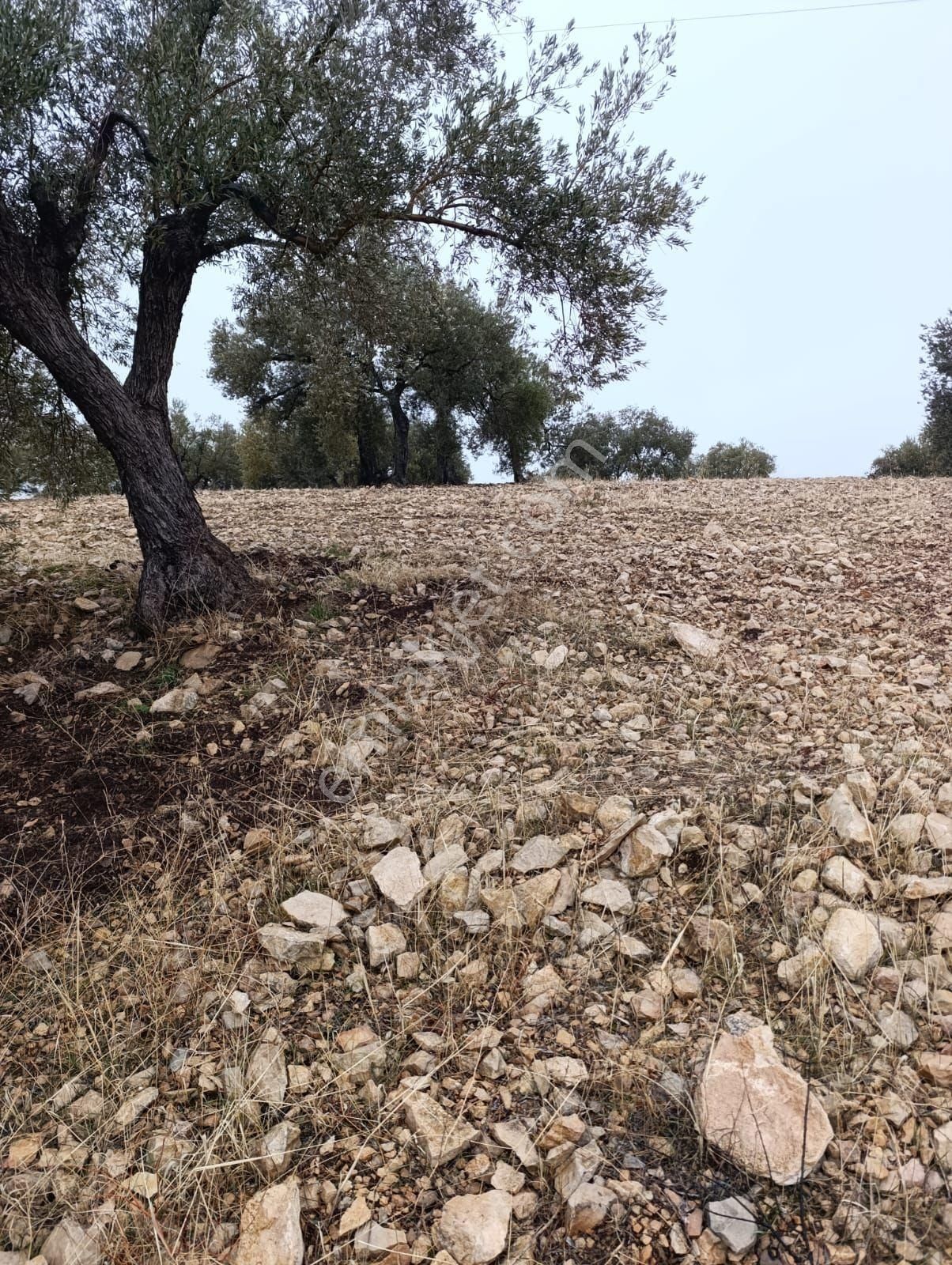 Sarikavak Ta 17 Dönüm Satılık Zeytin Bahcesi - Görsel 17