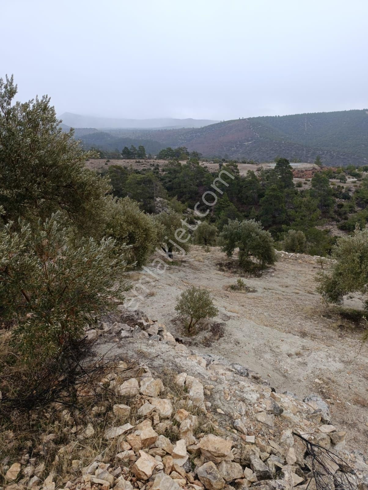 Sarikavak Ta 17 Dönüm Satılık Zeytin Bahcesi - Görsel 3
