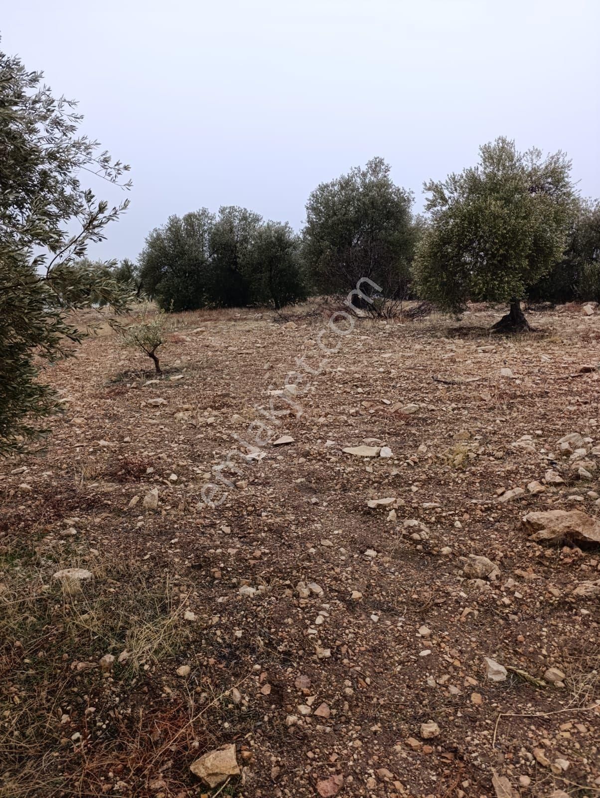 Sarikavak Ta 17 Dönüm Satılık Zeytin Bahcesi - Görsel 23
