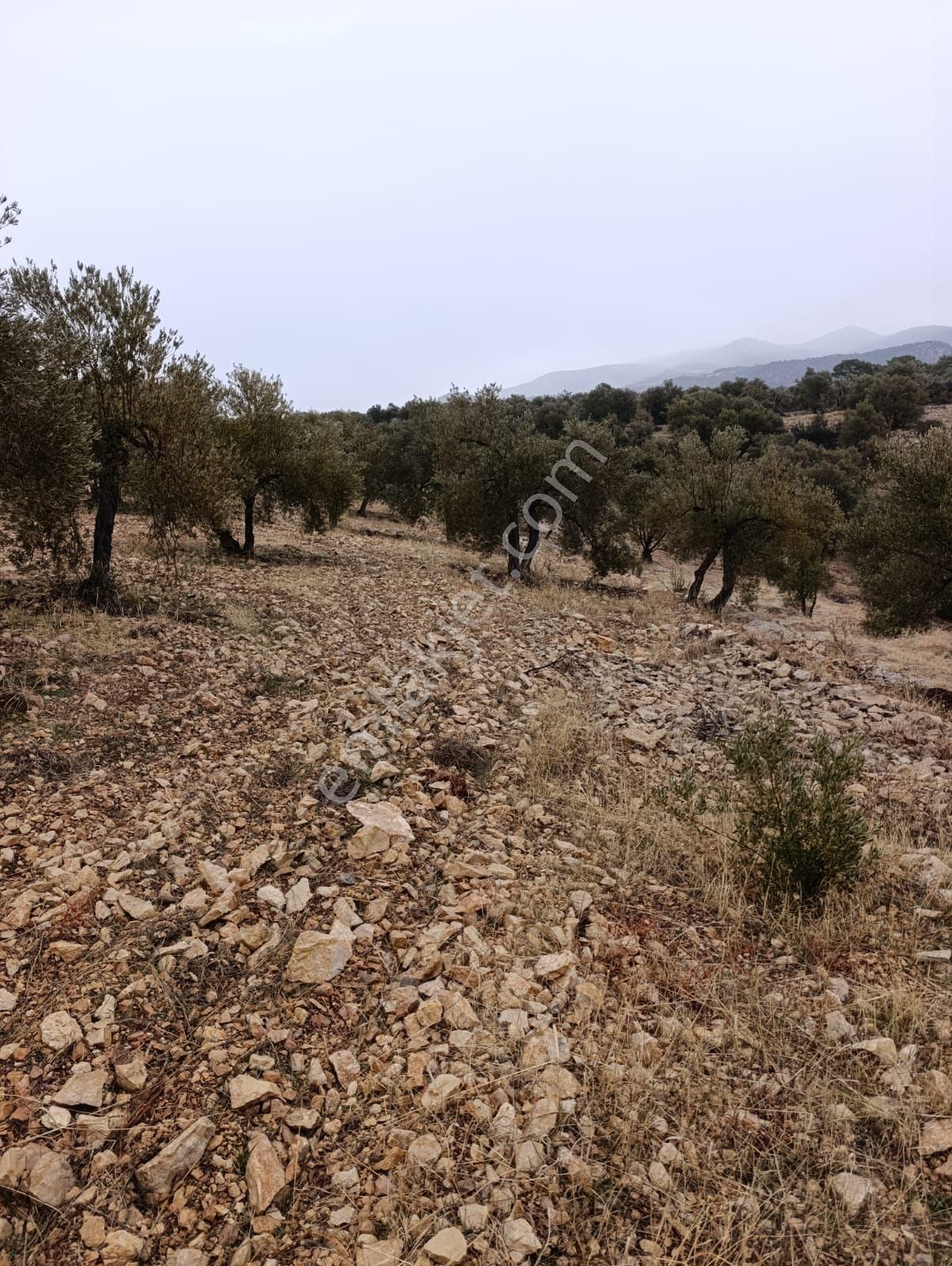 Sarikavak Ta 17 Dönüm Satılık Zeytin Bahcesi - Görsel 19