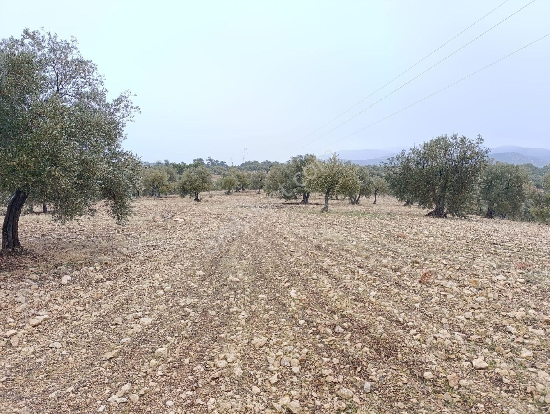 Sarikavak Ta 17 Dönüm Satılık Zeytin Bahcesi - Görsel 8