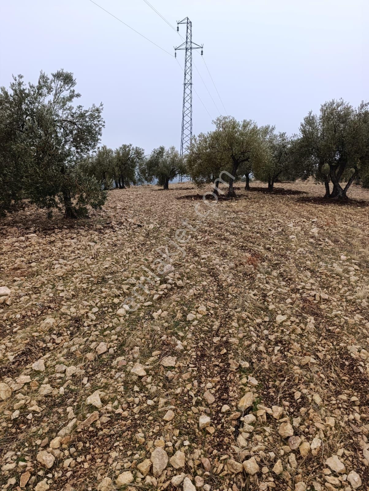Sarikavak Ta 17 Dönüm Satılık Zeytin Bahcesi - Görsel 9