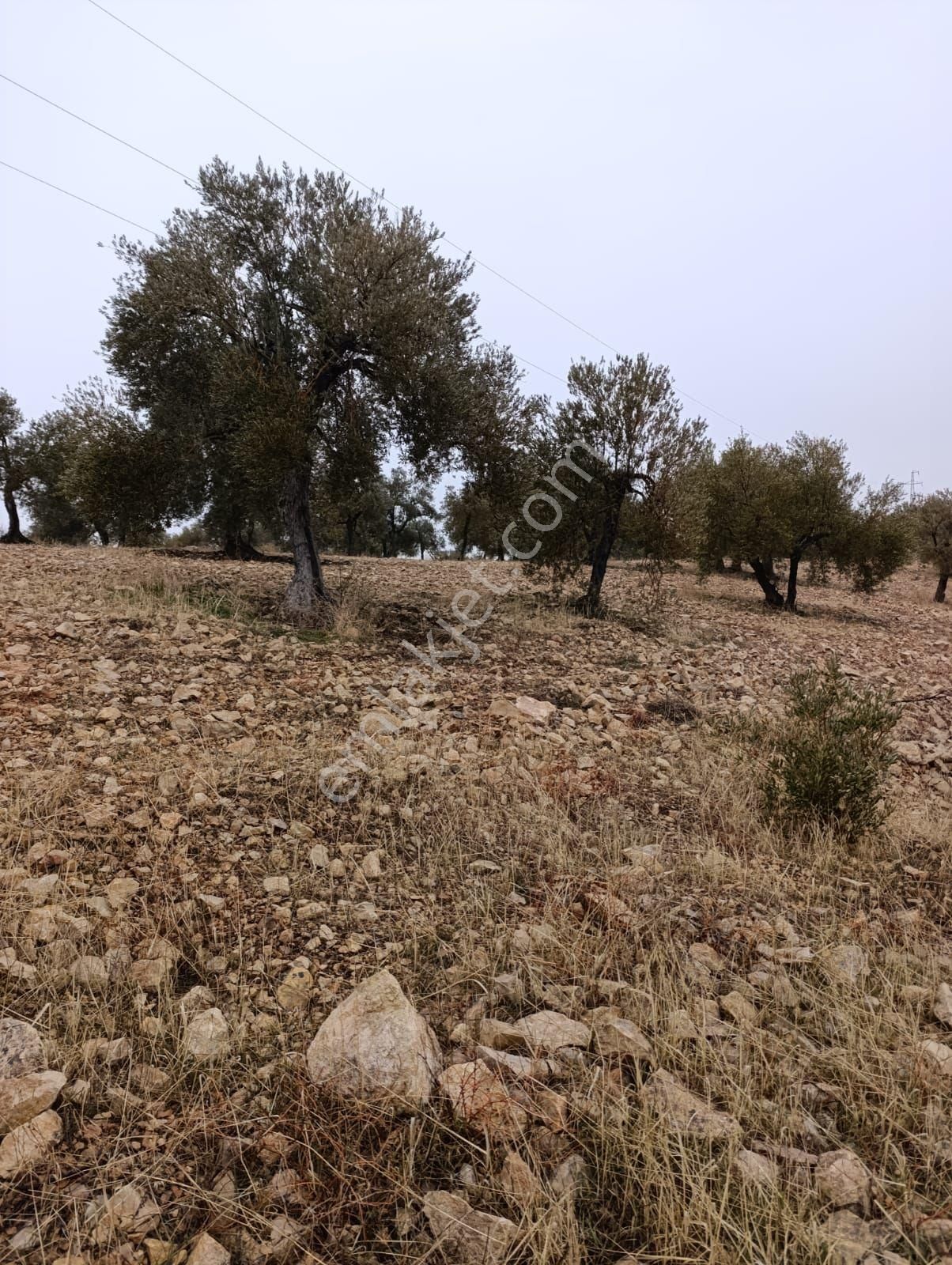 Sarikavak Ta 17 Dönüm Satılık Zeytin Bahcesi - Görsel 12