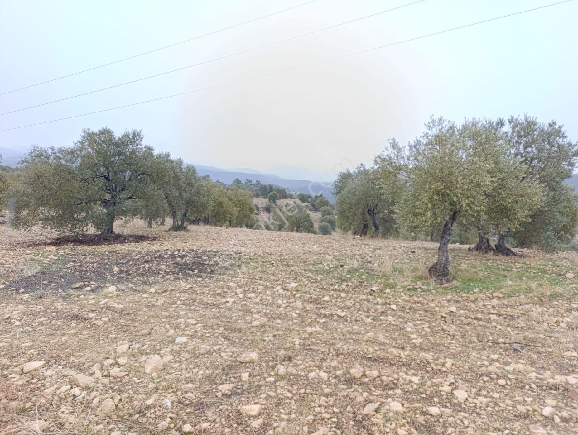 Sarikavak Ta 17 Dönüm Satılık Zeytin Bahcesi - Görsel 11