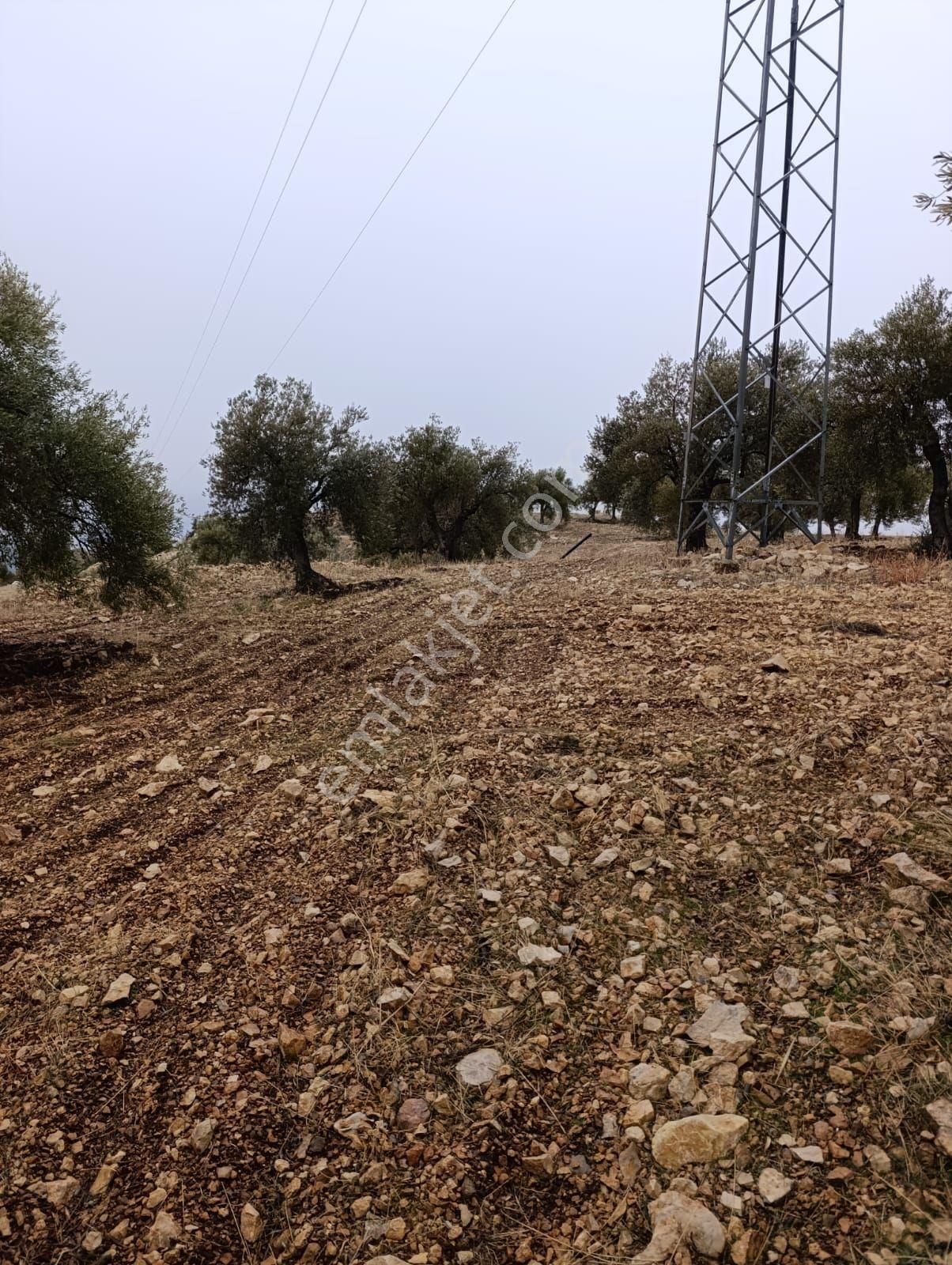 Sarikavak Ta 17 Dönüm Satılık Zeytin Bahcesi - Görsel 22