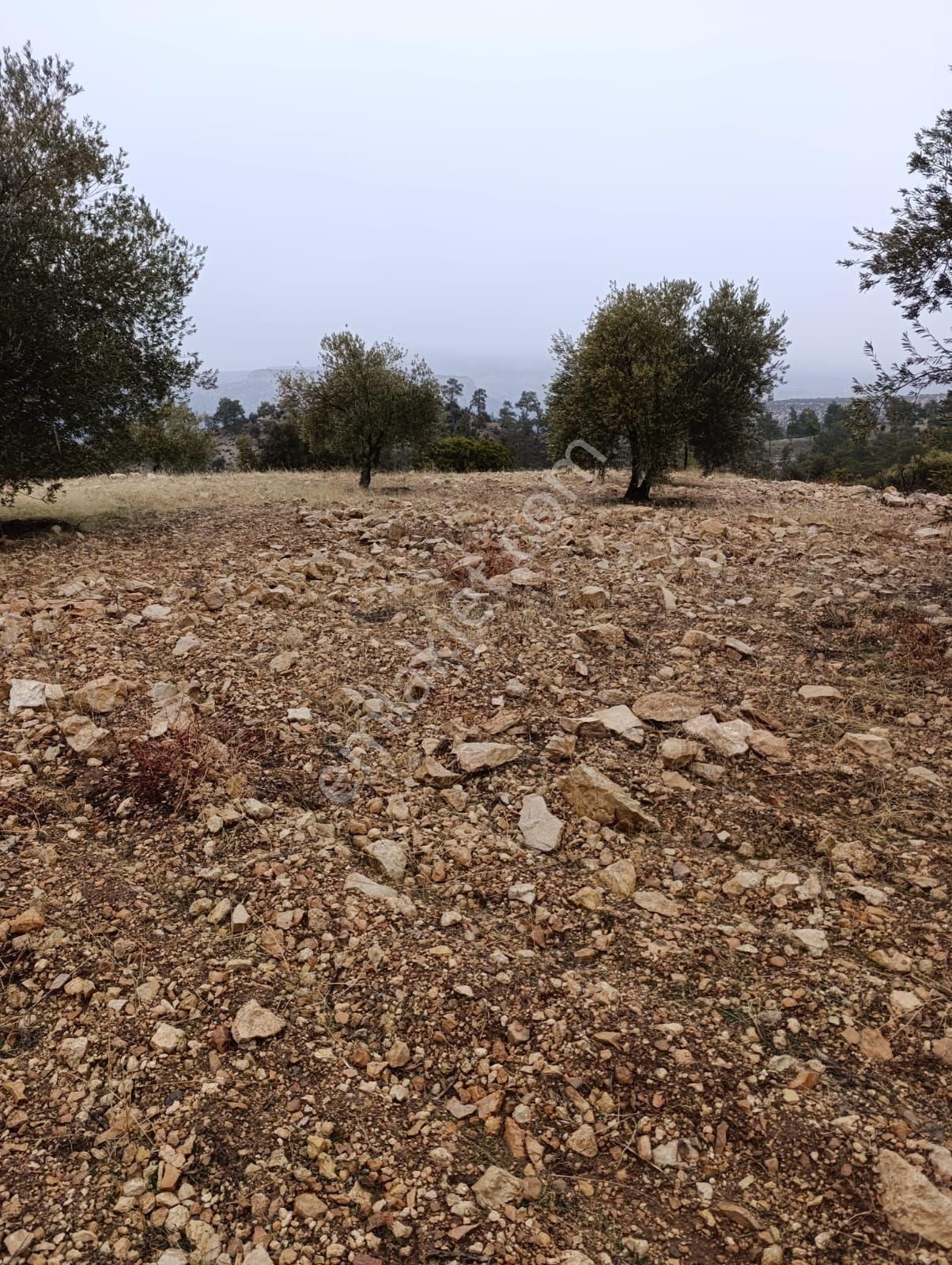 Sarikavak Ta 17 Dönüm Satılık Zeytin Bahcesi - Görsel 21