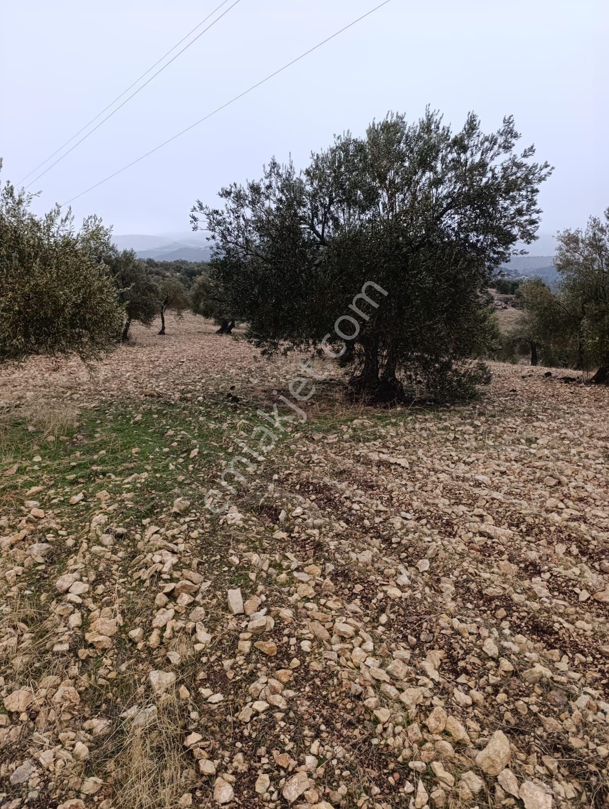Sarikavak Ta 17 Dönüm Satılık Zeytin Bahcesi - Görsel 14