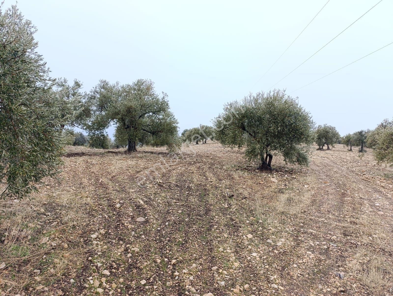 Sarikavak Ta 17 Dönüm Satılık Zeytin Bahcesi - Görsel 5