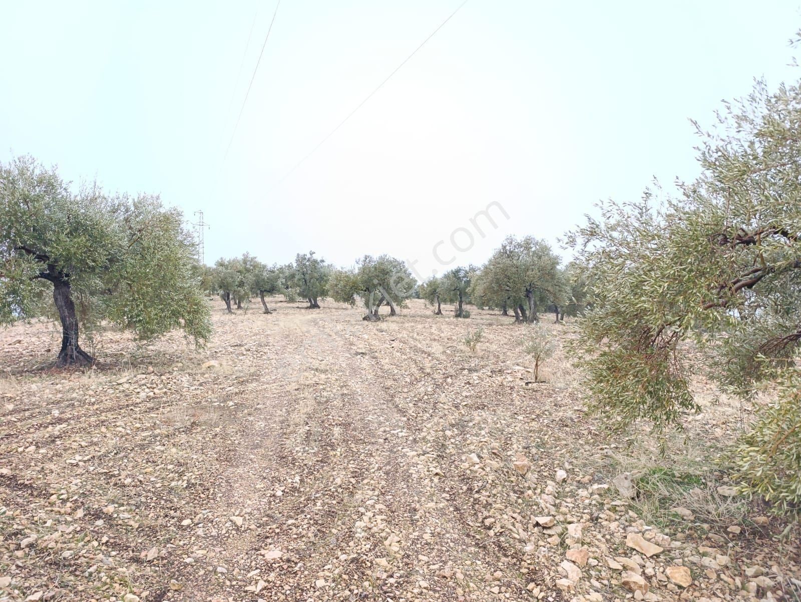 Sarikavak Ta 17 Dönüm Satılık Zeytin Bahcesi - Görsel 4