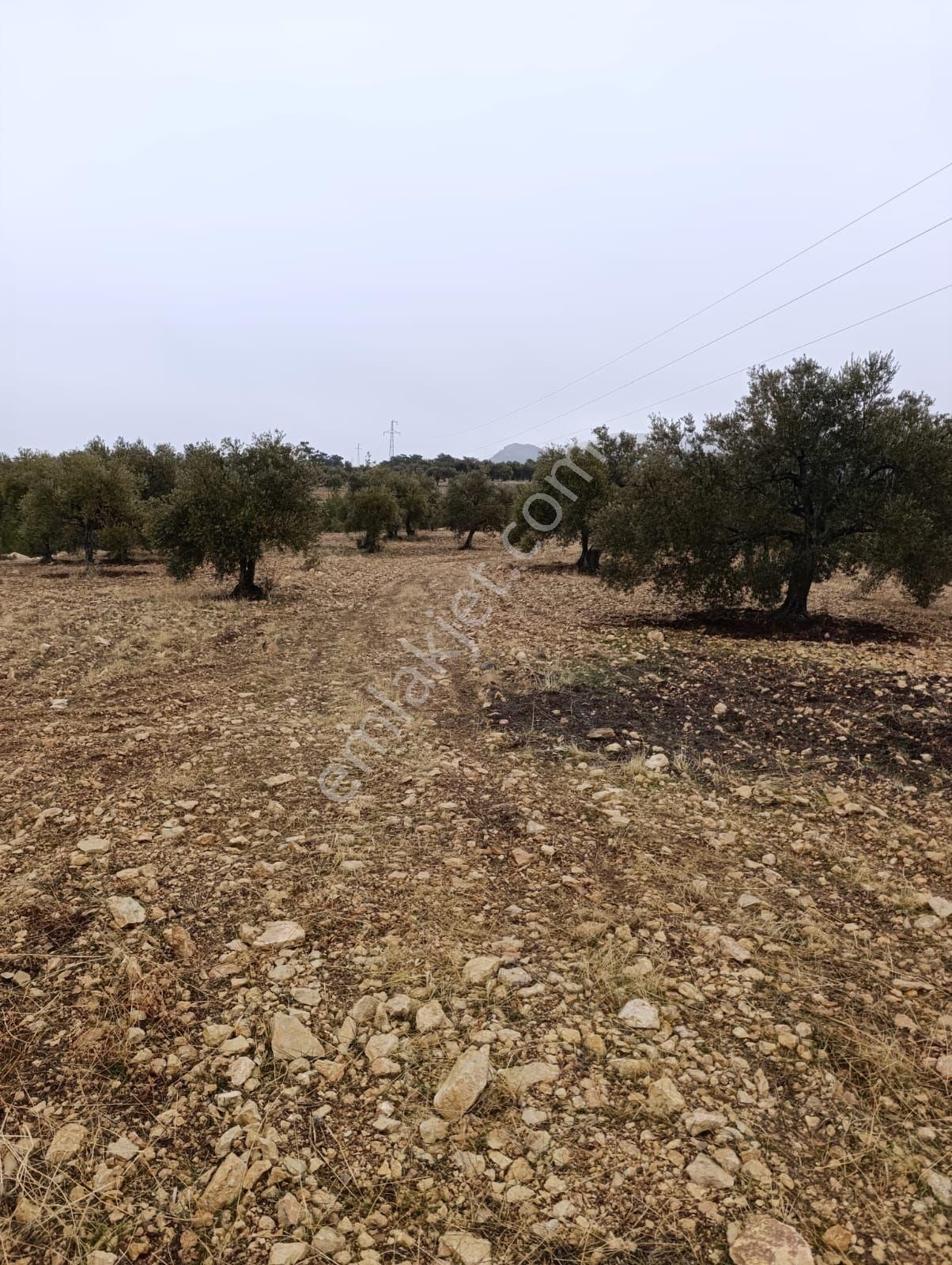 Sarikavak Ta 17 Dönüm Satılık Zeytin Bahcesi - Görsel 16