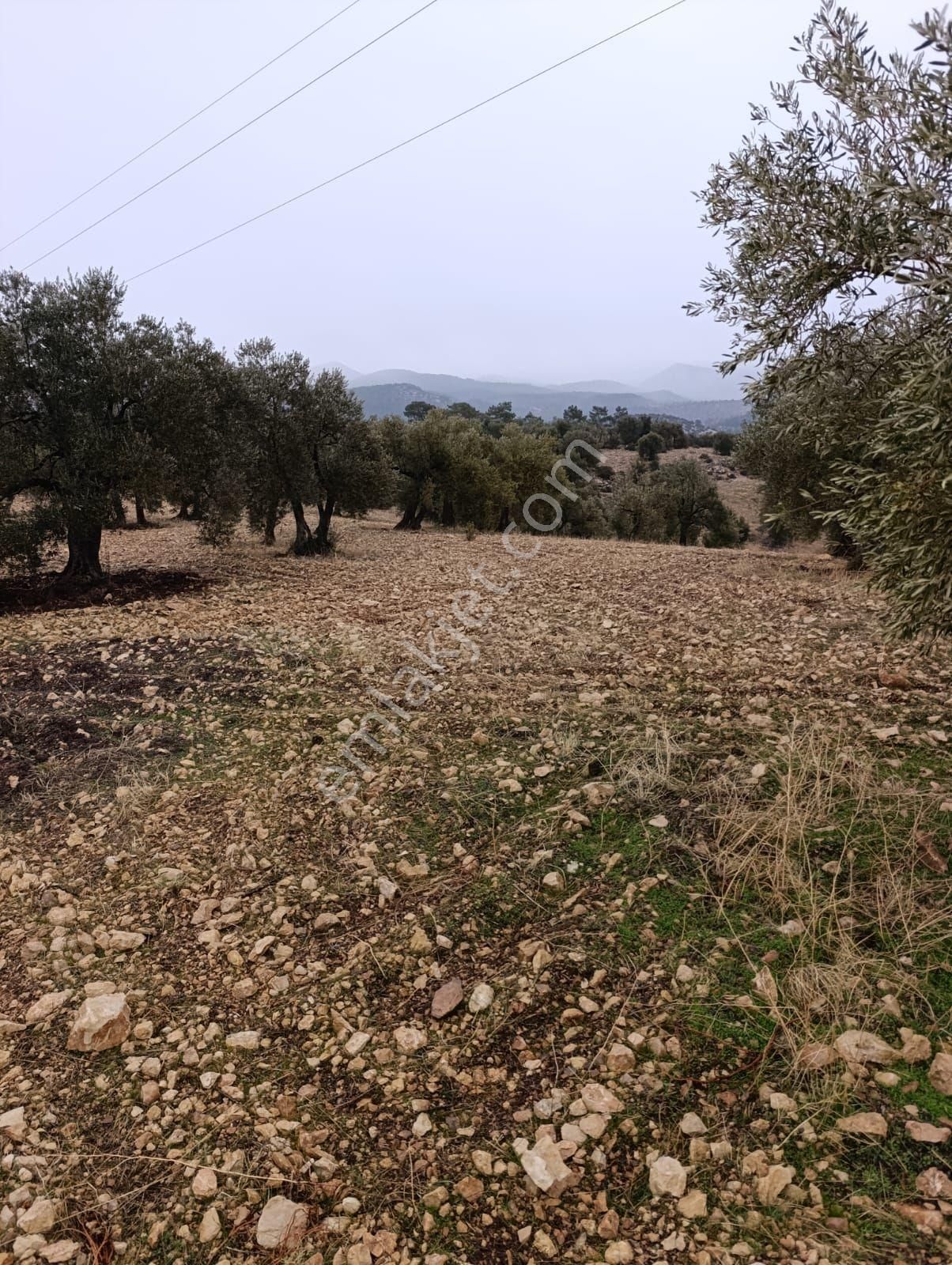 Sarikavak Ta 17 Dönüm Satılık Zeytin Bahcesi - Görsel 15