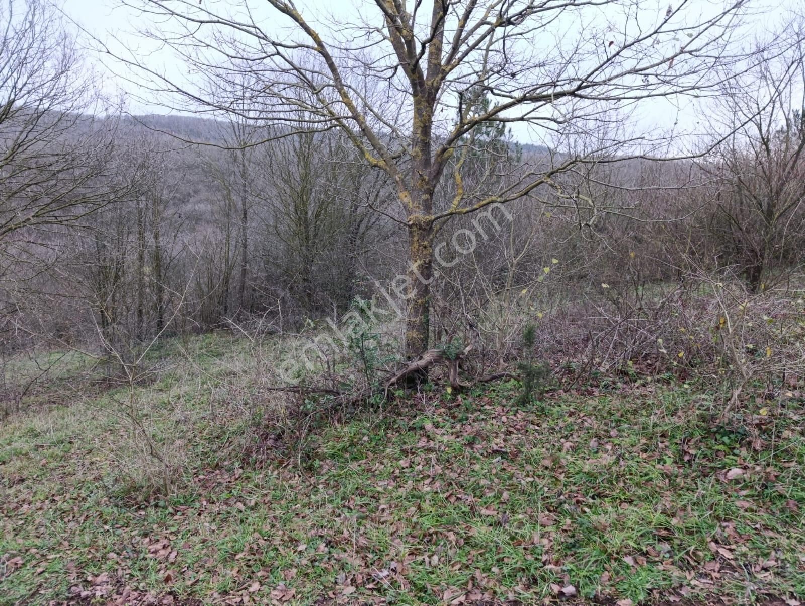 Adapazarı Göktepe'de Merkeze Yakın, Doğa İle İç İçe Fırsat! - Görsel 4