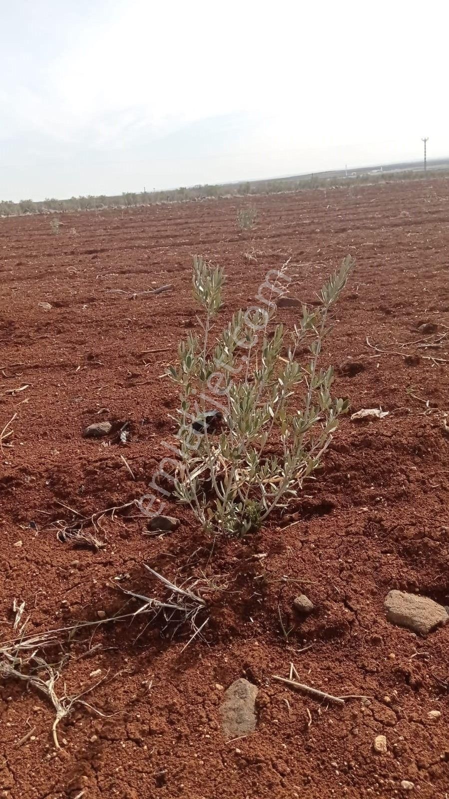 Babil Emlaktan Satlık Yavuzluda Asfat Üzeri 17.5 Dönüm Yetişkin Zeytinlik - Görsel 15