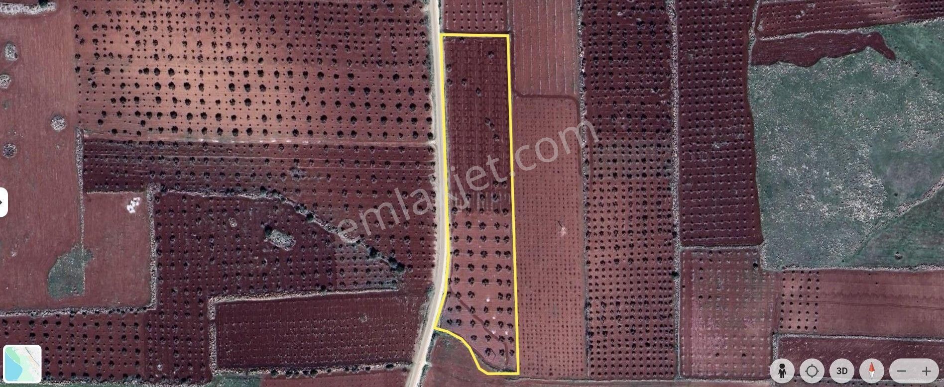 Babil Emlaktan Satlık Yavuzluda Asfat Üzeri 17.5 Dönüm Yetişkin Zeytinlik