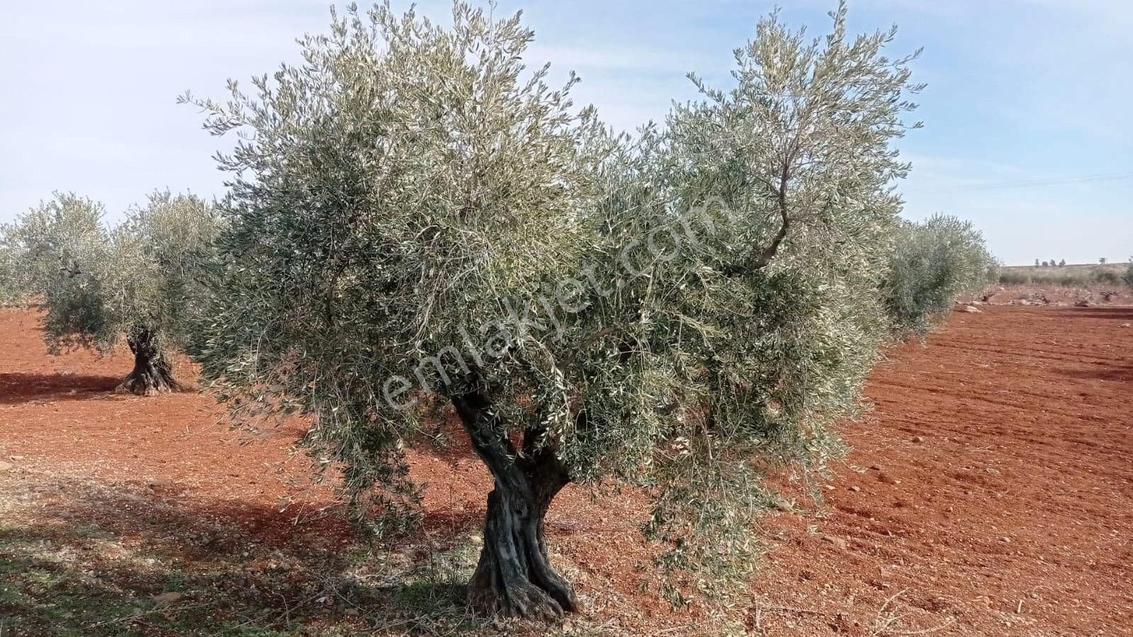 Babil Emlaktan Satlık Yavuzluda Asfat Üzeri 17.5 Dönüm Yetişkin Zeytinlik - Görsel 4