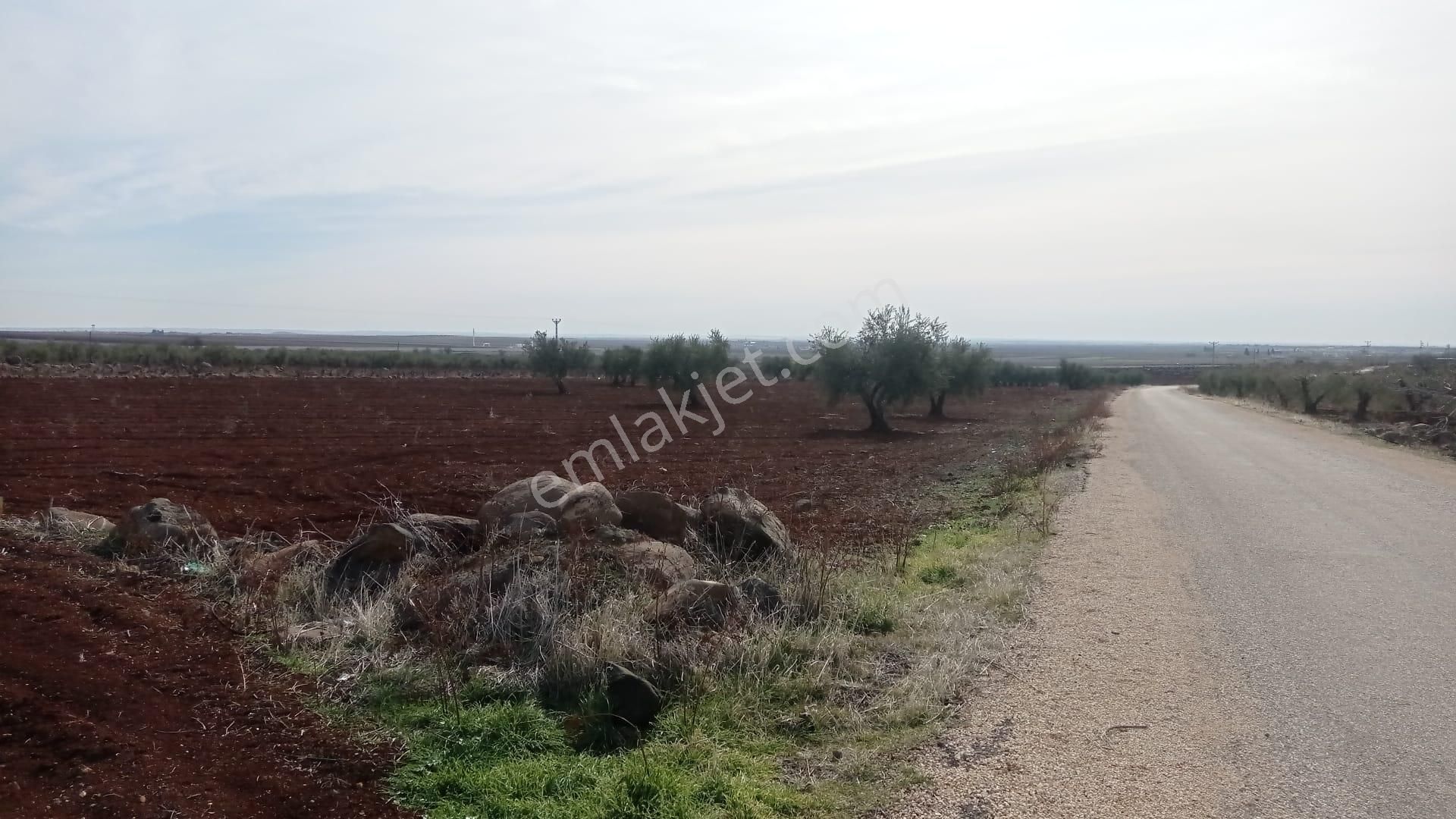 Babil Emlaktan Satlık Yavuzluda Asfat Üzeri 17.5 Dönüm Yetişkin Zeytinlik - Görsel 10
