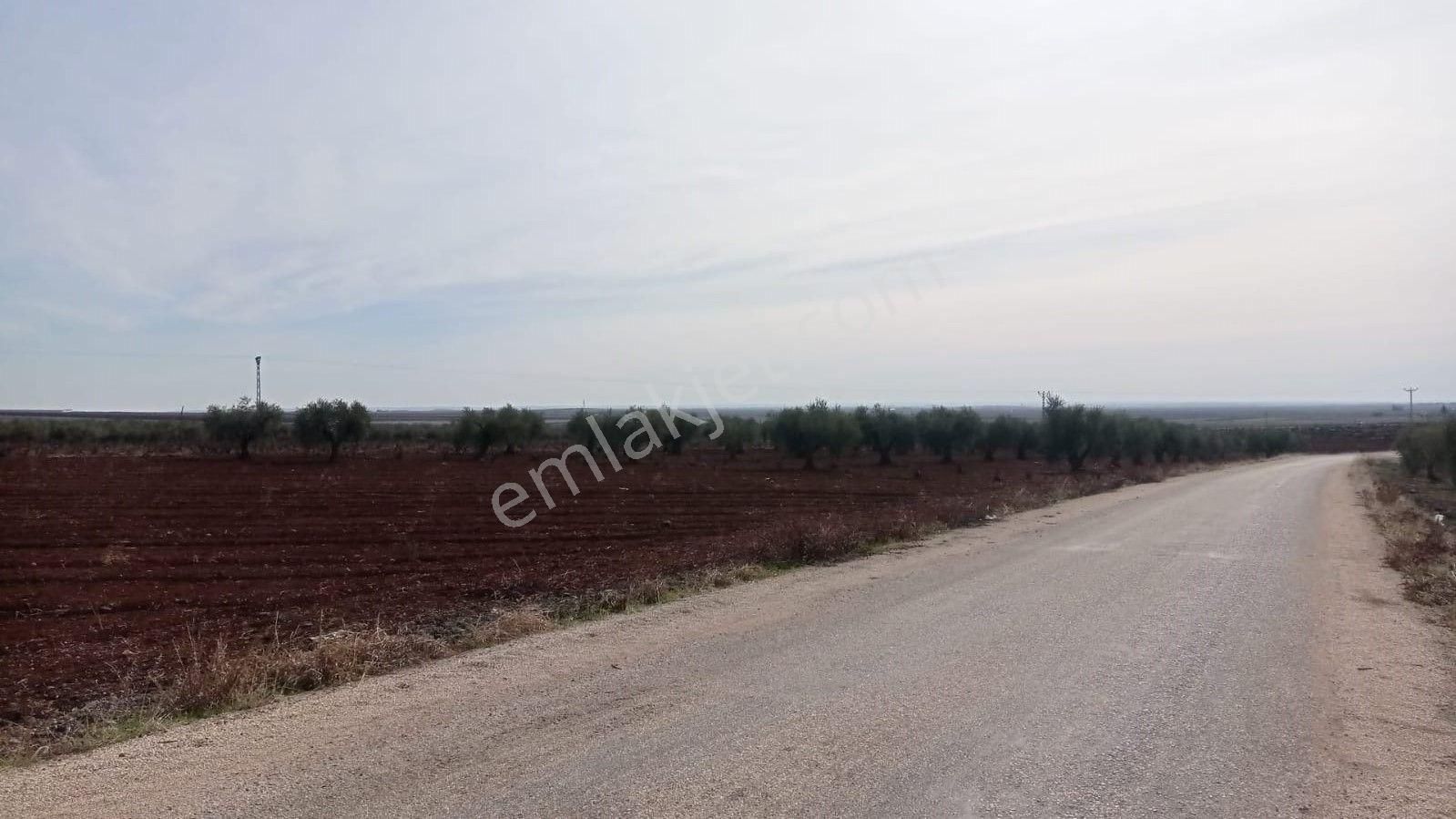 Babil Emlaktan Satlık Yavuzluda Asfat Üzeri 17.5 Dönüm Yetişkin Zeytinlik - Görsel 2