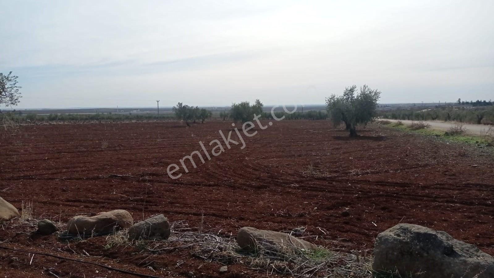 Babil Emlaktan Satlık Yavuzluda Asfat Üzeri 17.5 Dönüm Yetişkin Zeytinlik - Görsel 14