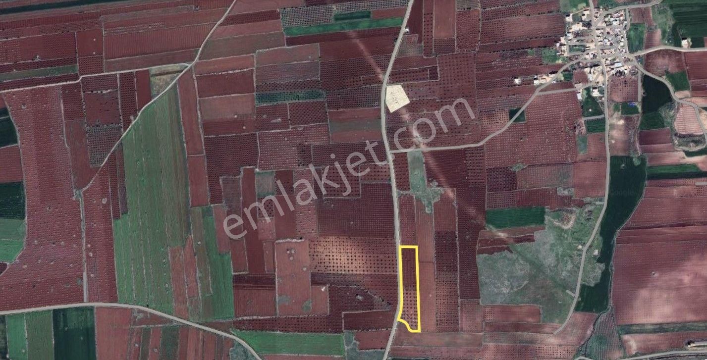 Babil Emlaktan Satlık Yavuzluda Asfat Üzeri 17.5 Dönüm Yetişkin Zeytinlik - Görsel 7