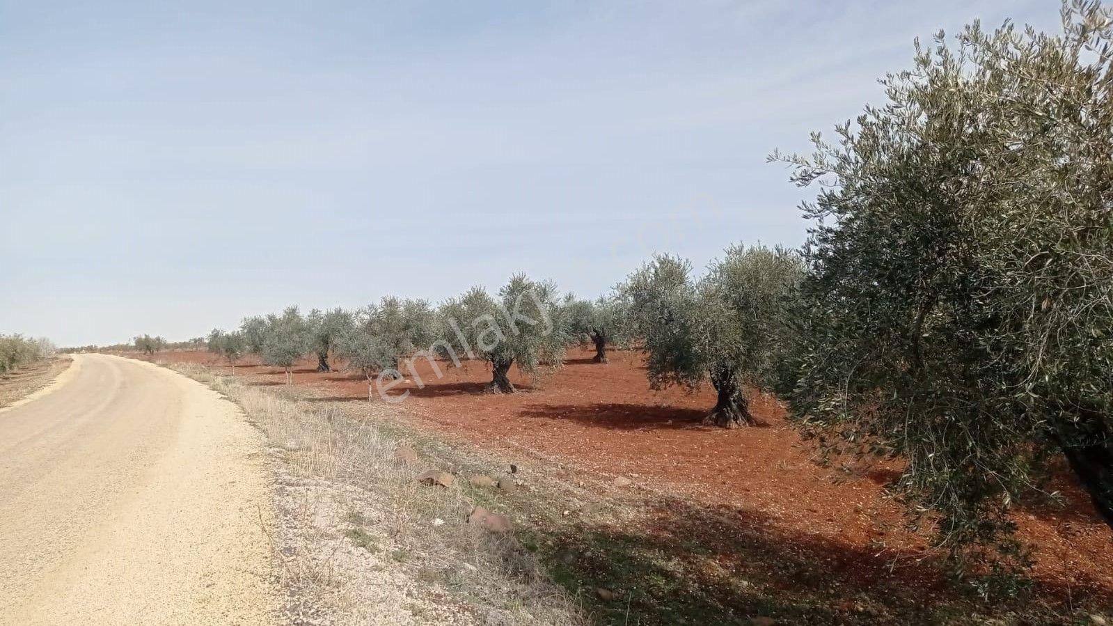 Babil Emlaktan Satlık Yavuzluda Asfat Üzeri 17.5 Dönüm Yetişkin Zeytinlik - Görsel 16