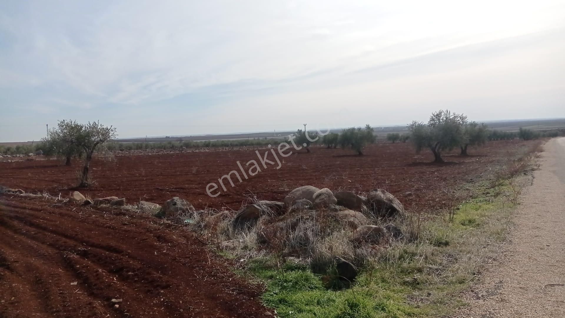 Babil Emlaktan Satlık Yavuzluda Asfat Üzeri 17.5 Dönüm Yetişkin Zeytinlik - Görsel 13