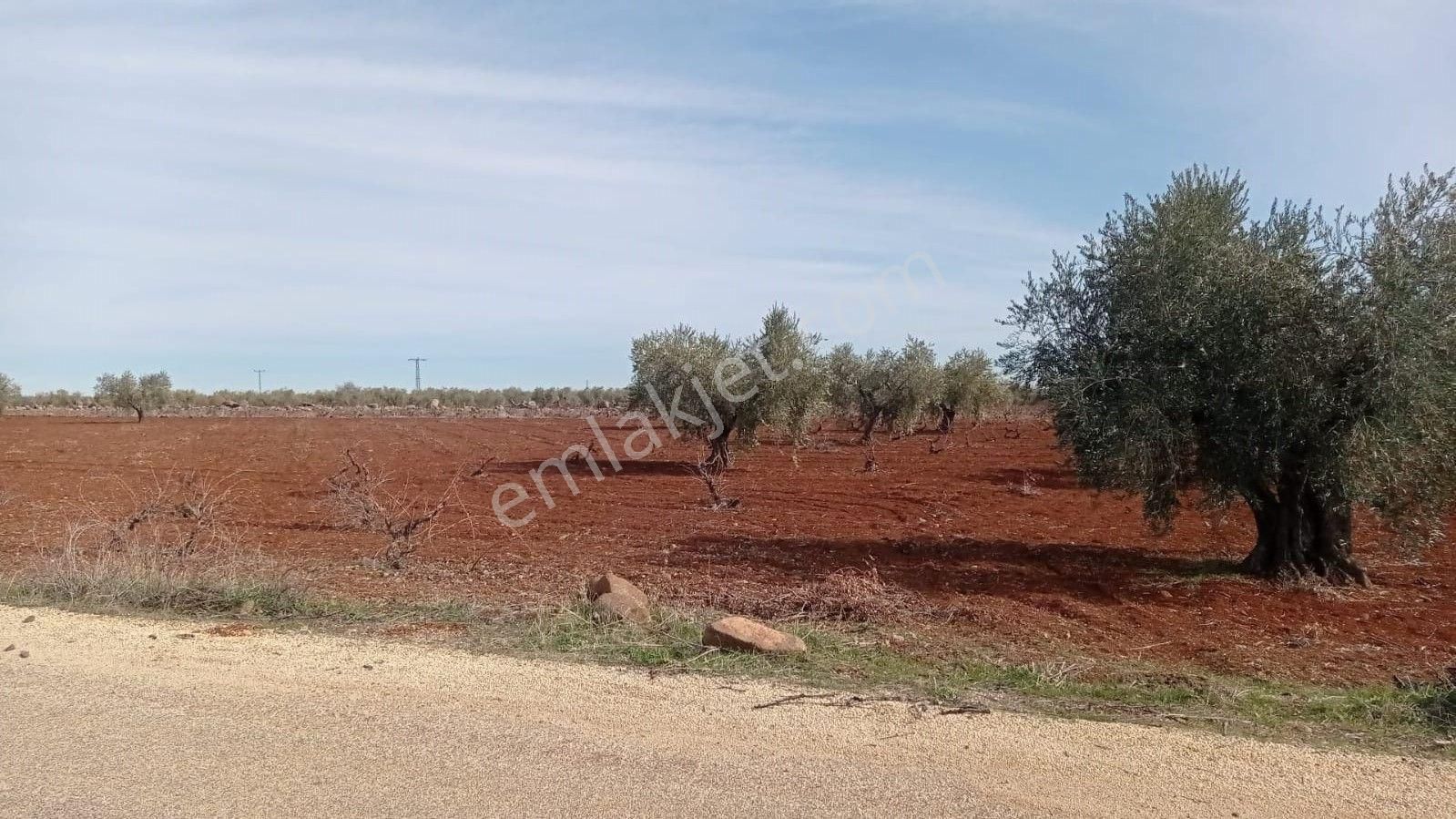 Babil Emlaktan Satlık Yavuzluda Asfat Üzeri 17.5 Dönüm Yetişkin Zeytinlik - Görsel 5