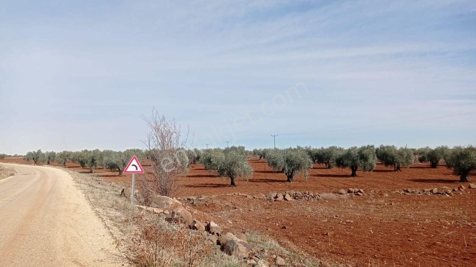 Babil Emlaktan Satlık Yavuzluda Asfat Üzeri 17.5 Dönüm Yetişkin Zeytinlik - Görsel 12