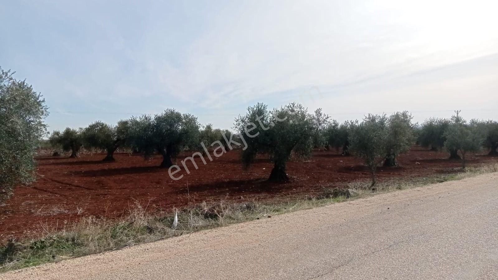 Babil Emlaktan Satlık Yavuzluda Asfat Üzeri 17.5 Dönüm Yetişkin Zeytinlik - Görsel 6