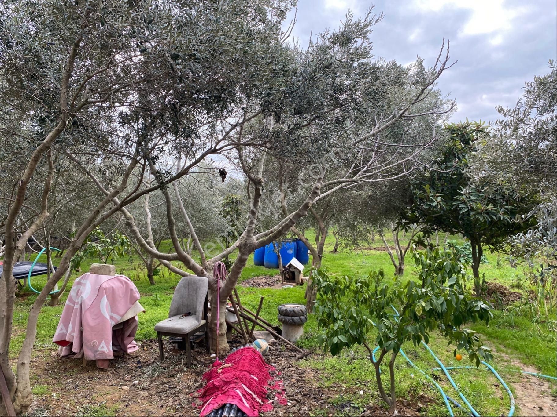 Menderes Görecede Havalimanı Dibinde Yatırımlık 2000 M2 Zeytinlik - Görsel 5