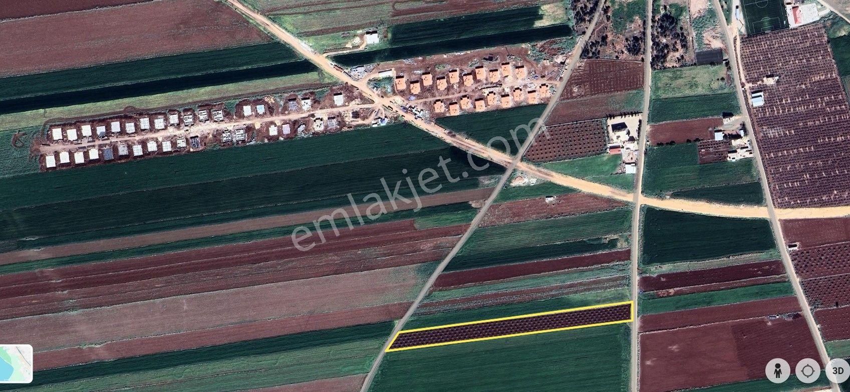 Babil Emlaktan Satlık 2 Başı Yol 9696 M2 Yetişkin Zeytinlik - Görsel 3