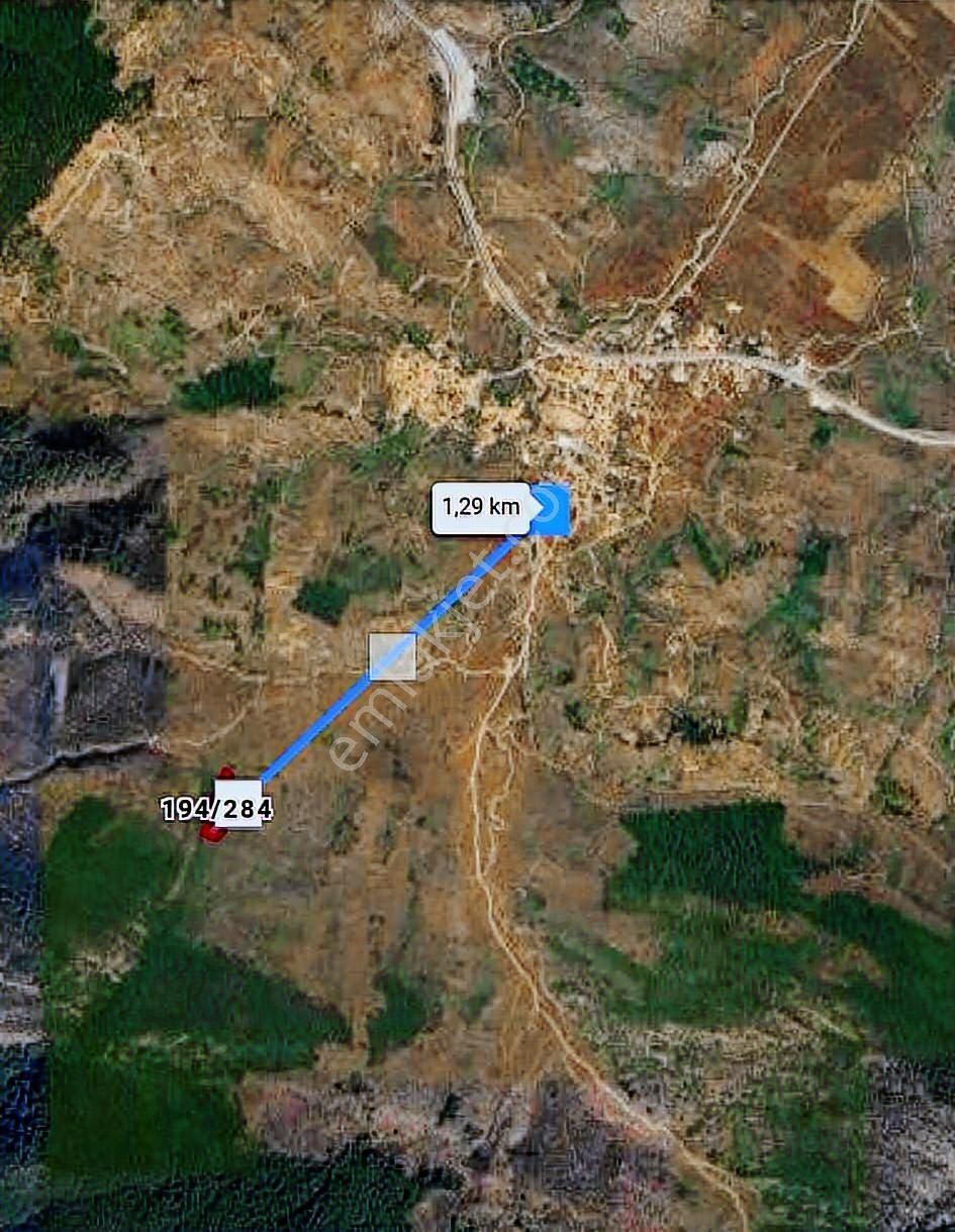 Muğla Milas Pınarcık`ta 5902 M2`lik Satılık Zeytinlik