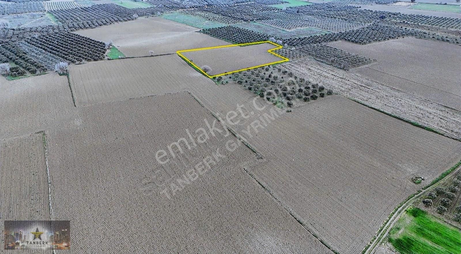 Satılık Tarla 9150 M2 Cumalıköy Ovasında