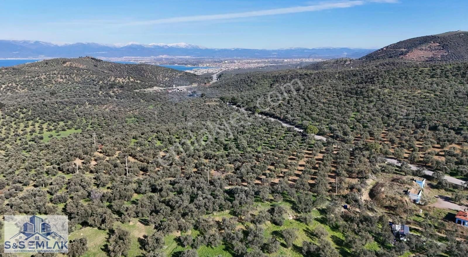 S&s Emlak'dan Burhaniye Pelitköy'de Satılık 5280 M2 Zeytinlik - Görsel 5