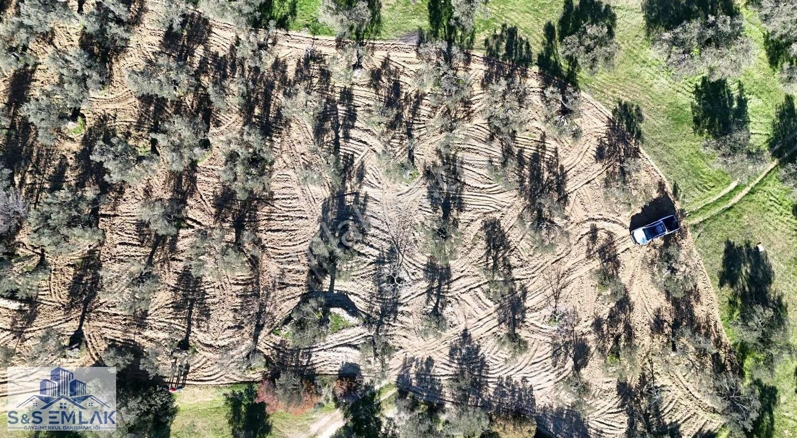 S&s Emlak'dan Burhaniye Pelitköy'de Satılık 5280 M2 Zeytinlik - Görsel 4