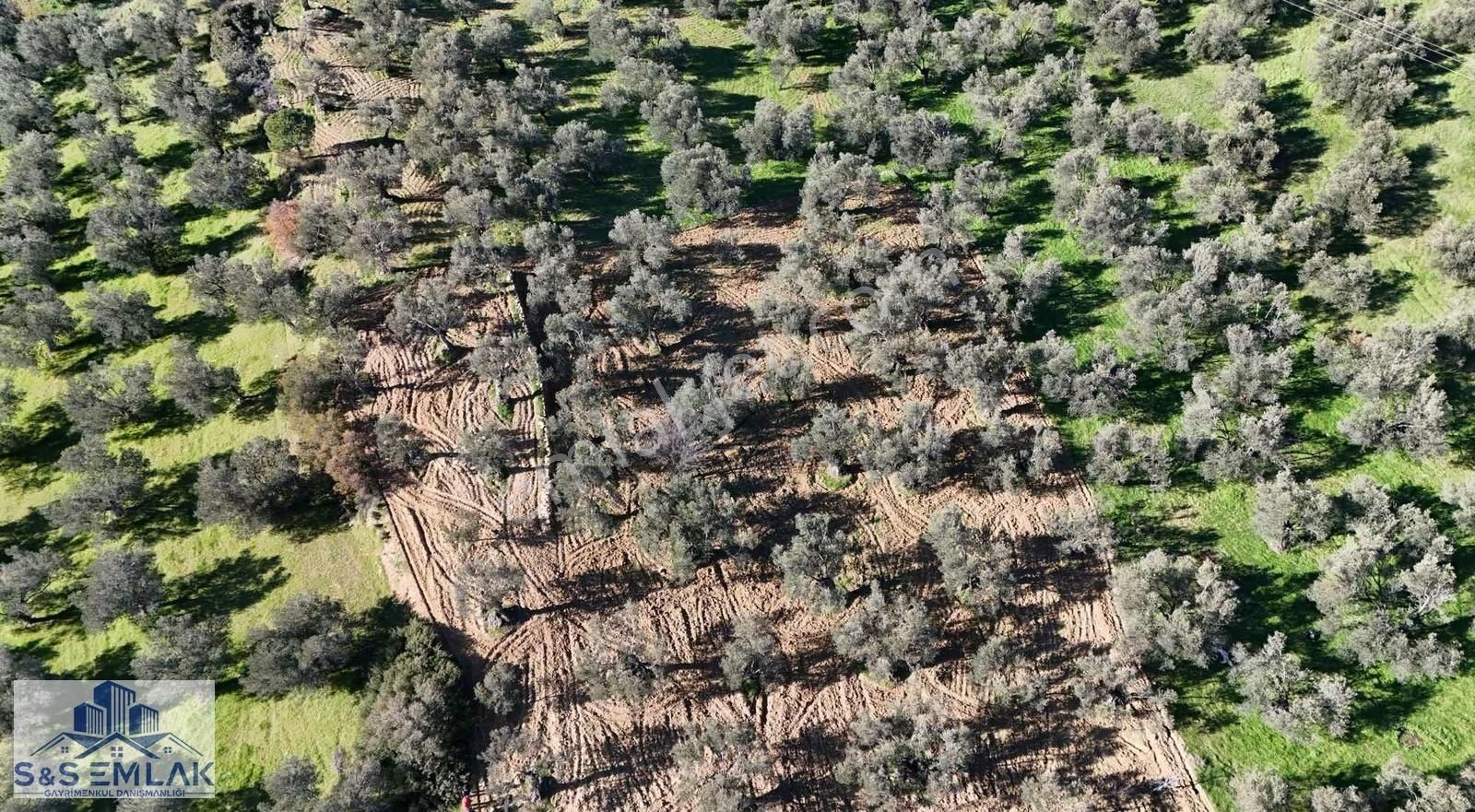 S&s Emlak'dan Burhaniye Pelitköy'de Satılık 5280 M2 Zeytinlik - Görsel 7