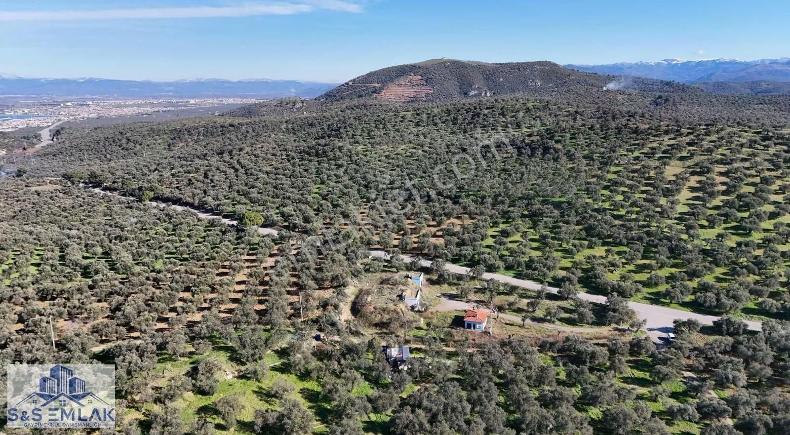 S&s Emlak'dan Burhaniye Pelitköy'de Satılık 5280 M2 Zeytinlik - Görsel 2
