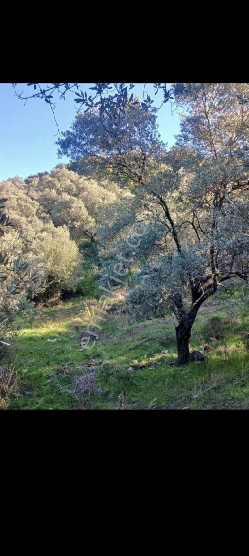 İzmir Bayındır Gaziler Köyünde 270 M2. Zeytinlilk Tek Tapu - Görsel 7