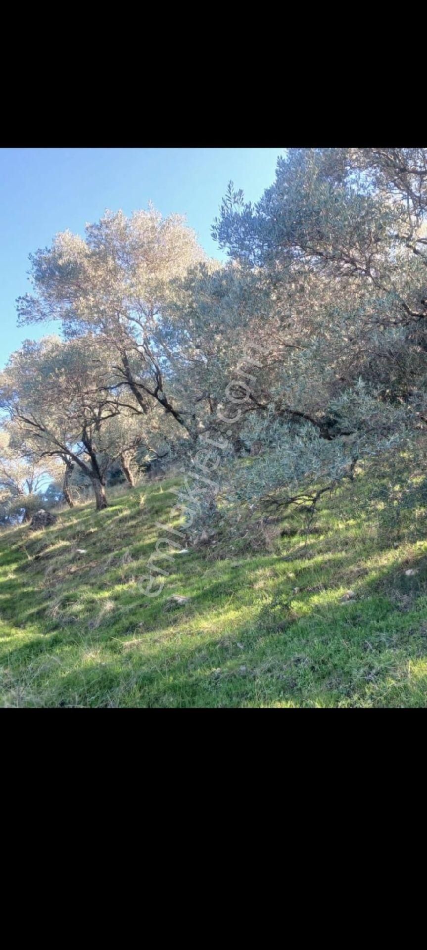 İzmir Bayındır Gaziler Köyünde 270 M2. Zeytinlilk Tek Tapu - Görsel 6