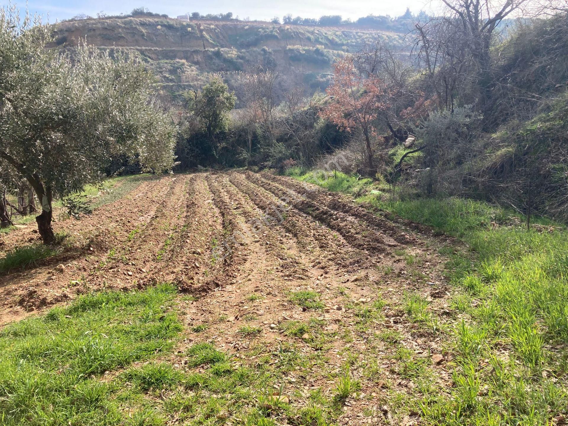 Anayola Yakın Büyük Havuzlu Zeytinlik 26.500 M2 - Görsel 6