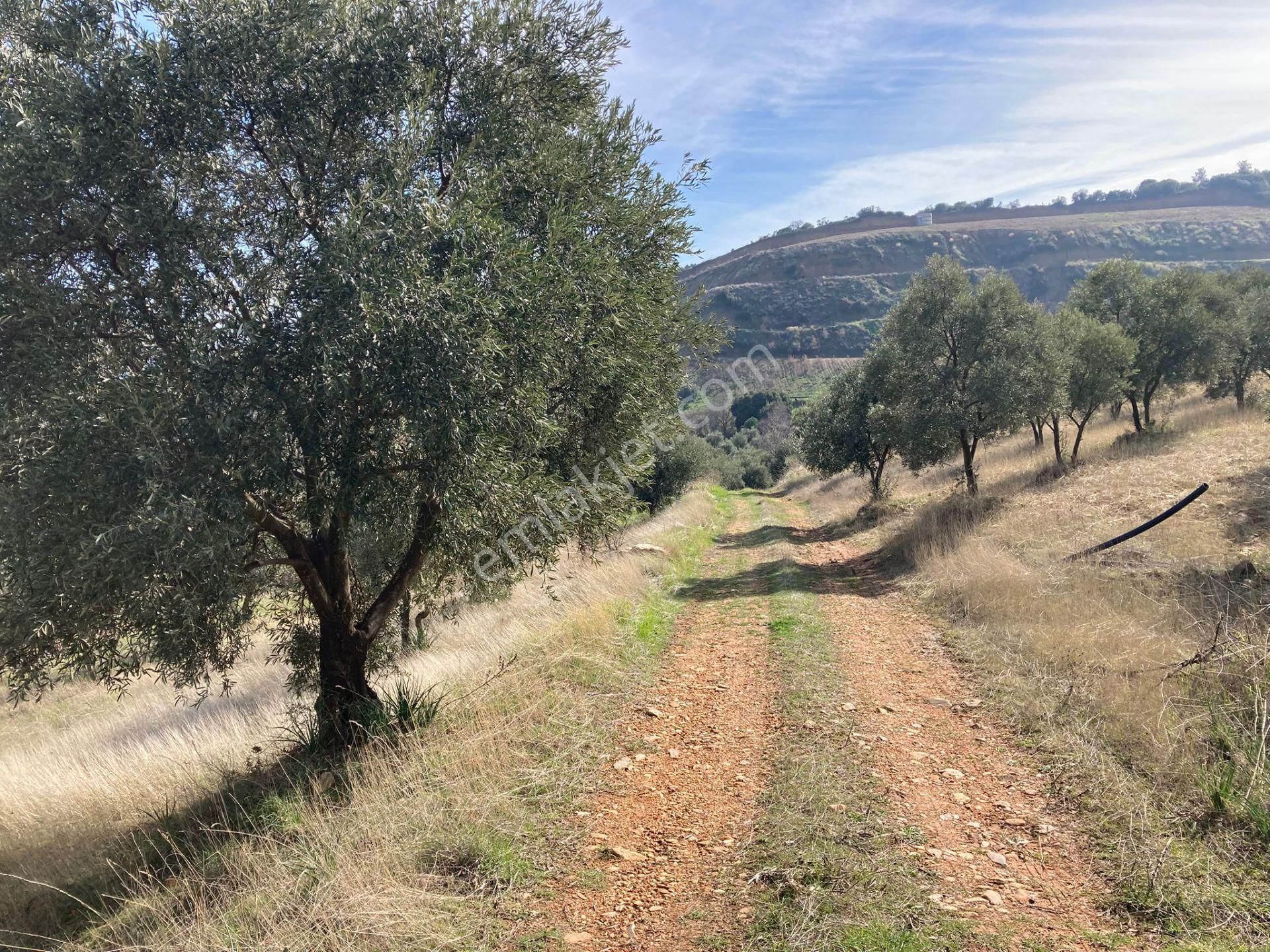 Anayola Yakın Büyük Havuzlu Zeytinlik 26.500 M2 - Görsel 18