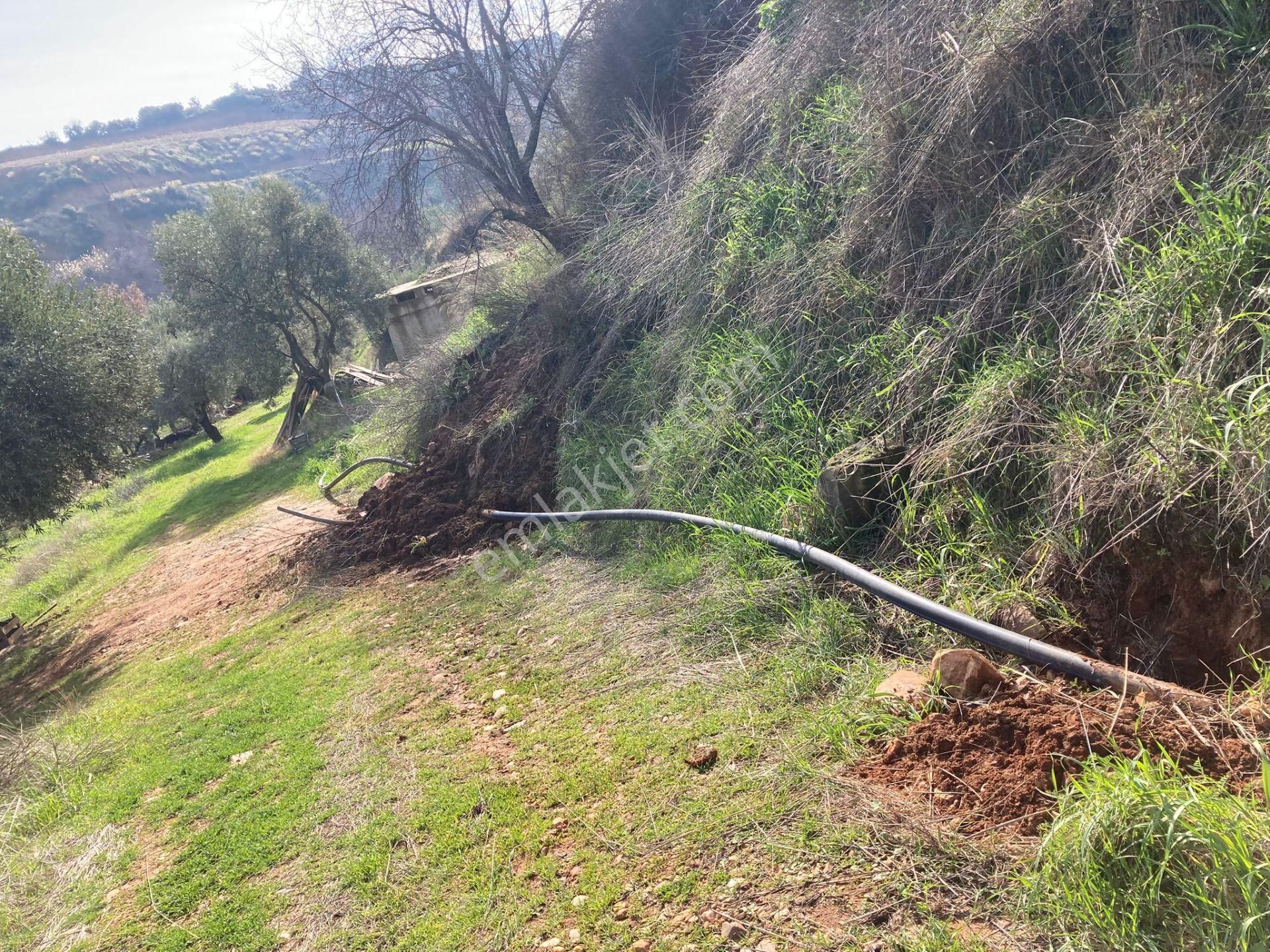 Anayola Yakın Büyük Havuzlu Zeytinlik 26.500 M2 - Görsel 16