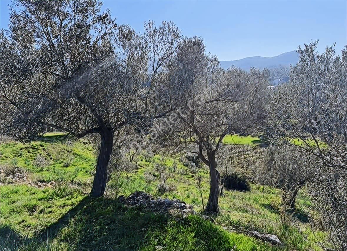 Caddeye Yakın, 3 Tarafı Yola Cepheli | Seferihisarda Kupon Arazi - Görsel 6