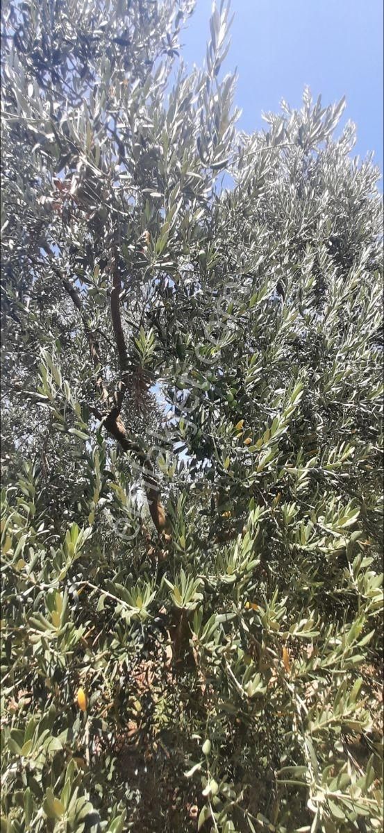 Ful Göl Ve Doğa Manzaralı Uygun Fıyata Ihtıyactan Satılık - Görsel 10