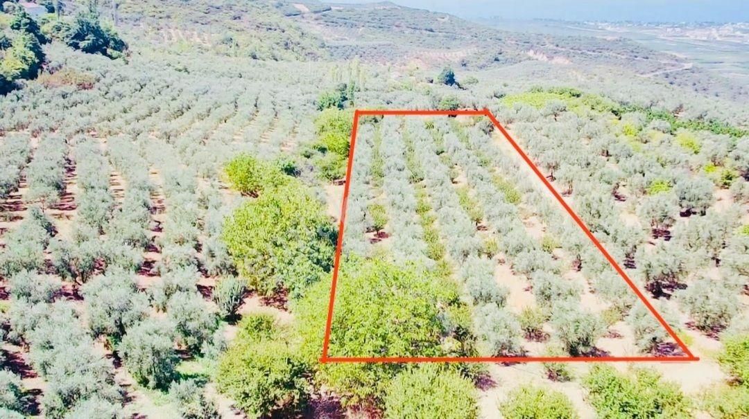 Ful Göl Ve Doğa Manzaralı Uygun Fıyata Ihtıyactan Satılık - Görsel 8