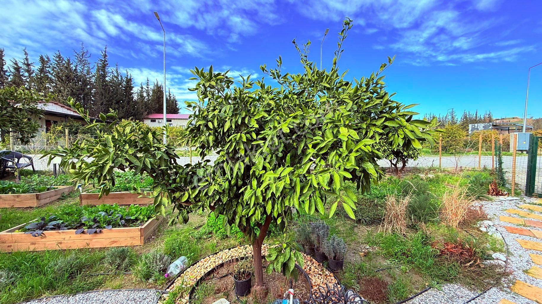 Rw Akar Seferihisar Köyüm Sığacık Koopertaifinde 373 M2 Bahçe Ve Komple Eşyalı 28 M2mobil Tiny House - Görsel 16