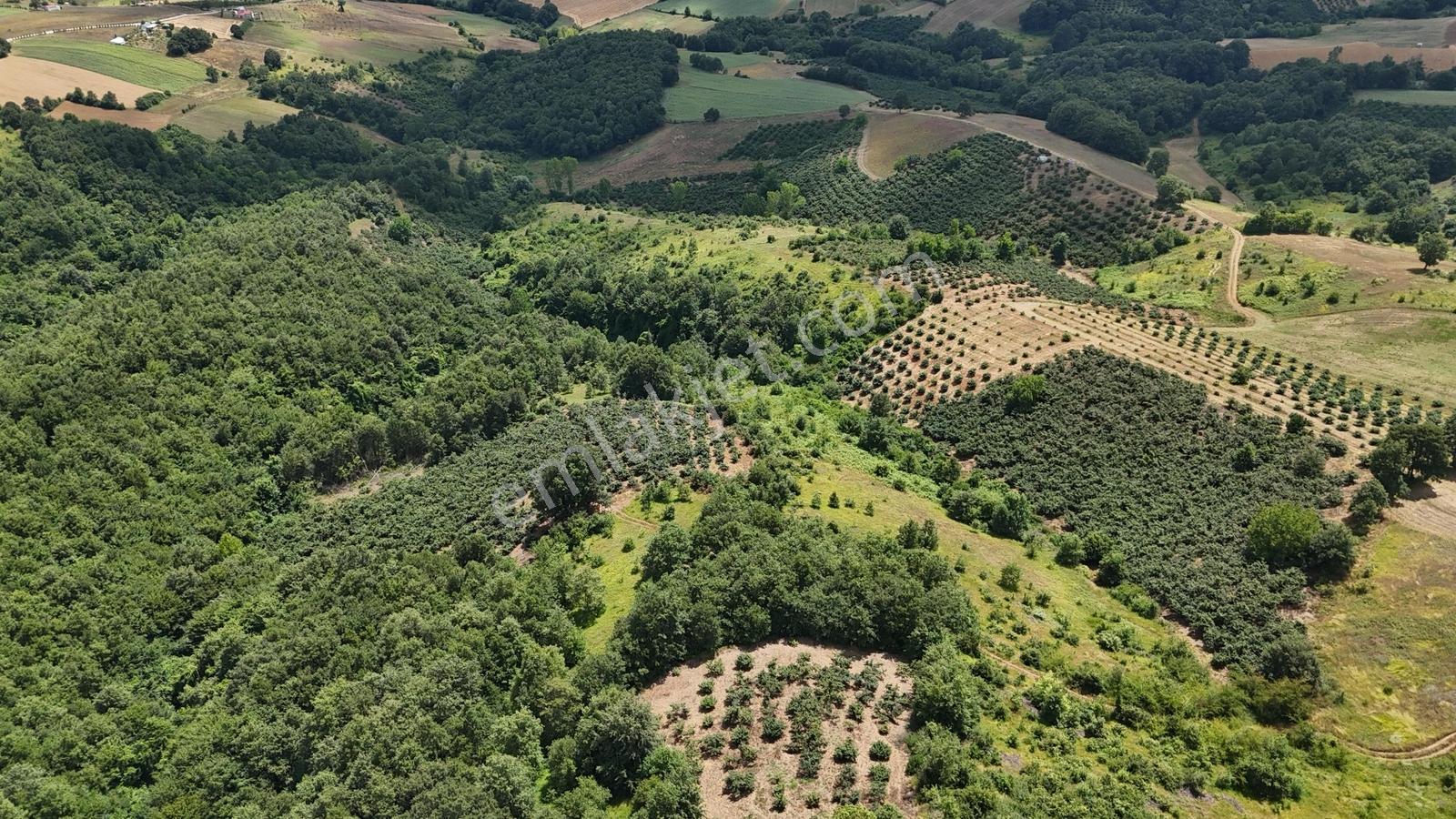 Tarcanlar'dan Akmeşe Bağlıca Da Satılık 1584m2 Tarla - Görsel 8