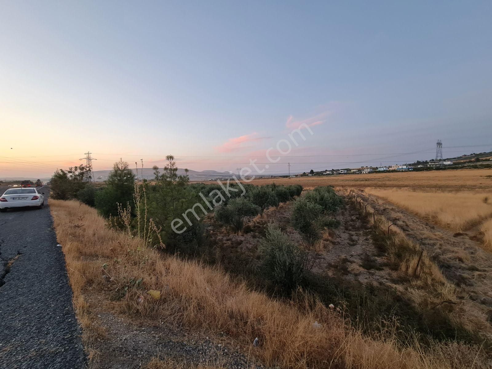 Yasin Batan'dan Bozova Yoluna Sıfır Bağ Yeri Tarla Zeytinlik!! - Görsel 2
