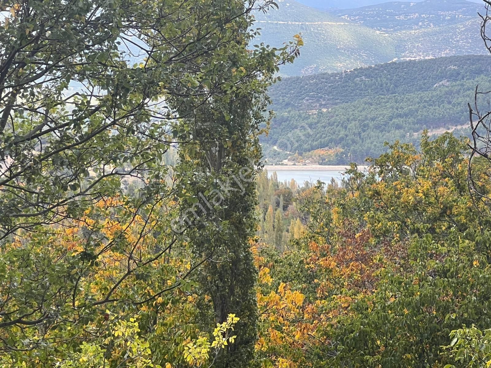 Meyve Ve Ceviz Bahçesi